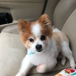 Meet your Posher, Laura